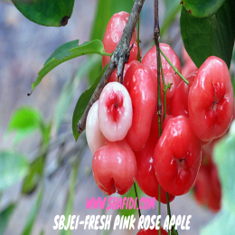 SBJEI-FRESH PINK ROSE APPLE